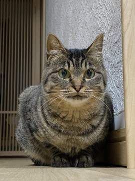 まるッとしたキジトラ