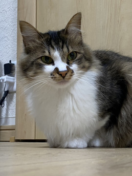 ふっさふさのもっふもふ