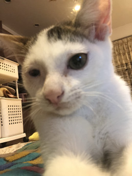 穏やかな雉白 ピアノちゃん