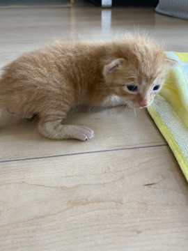 生後2週間♂ 保護猫