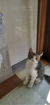 おめめの大きいキジ白くん