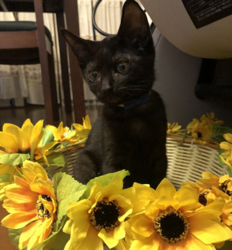 天真爛漫のイケニャン!黒猫チョコくん