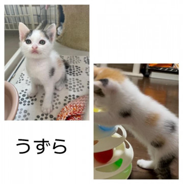 三毛猫の玉 s-2009101017414553953.jpg