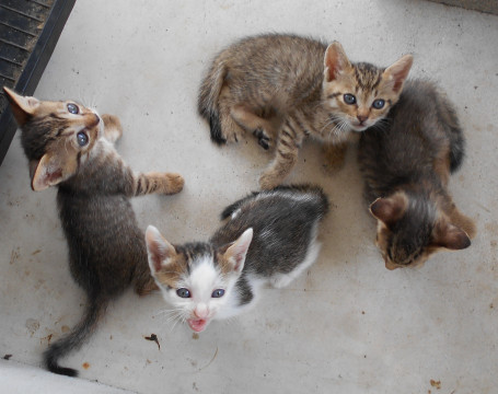 近所で保護した5匹の子猫です