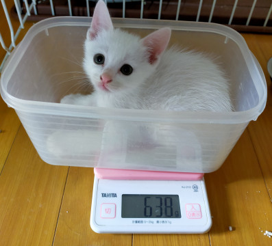 白猫まるクン