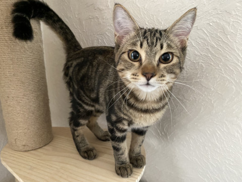 アメショー風味な子猫