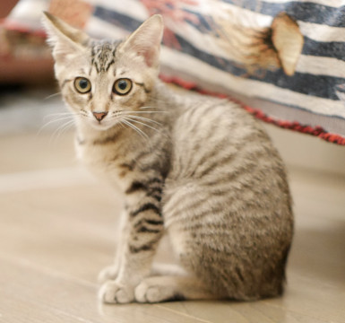 シンガプーラ風☆大きな瞳と耳の美人子猫!