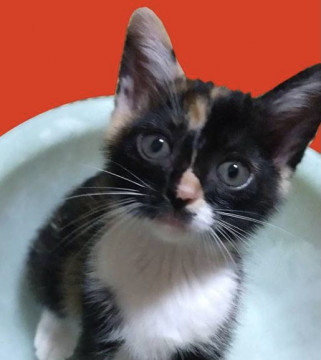 日本猫おっとり女子のタバサちゃん