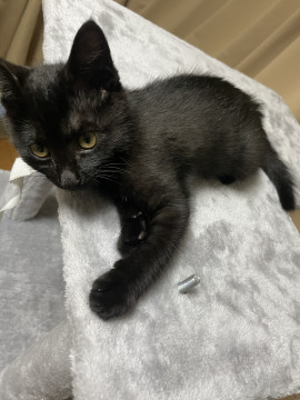 【急募】可愛い黒猫のメスです。