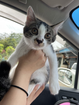 甘えん坊の可愛い子猫