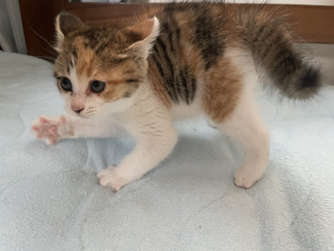 緊急募集です!可愛い綺麗な三毛猫ちゃん