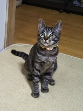 小顔美人なキジトラ猫