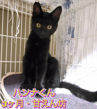 甘えん坊で可愛い性格の子