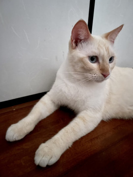 クールな笹かま猫くん♪茶シャム
