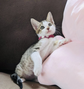 可愛いさモデル猫級♡