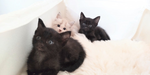 首元の白い黒猫、愛らしい男の子です