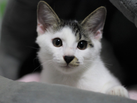青参道の子猫達①ちょっとビビリな参ちゃん