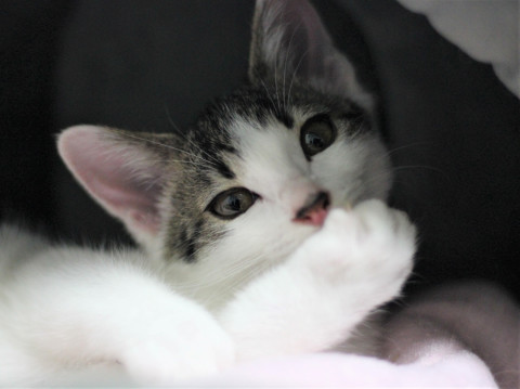青参道の子猫達②眠れる膝上の美女道ちゃん