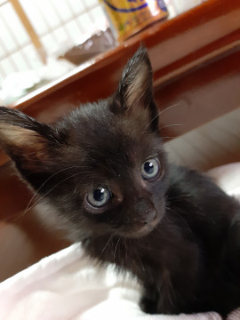 顔を見ると駆け寄ってくる可愛い黒猫ちゃん