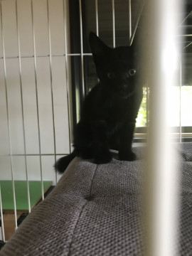 黒猫、短尻尾の美人さんです。