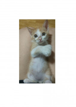 いじめられっこ堺くん