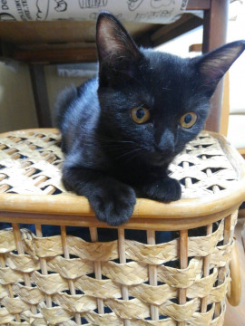 幸せを呼ぶ黒猫ちゃん!