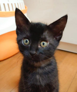 岡山県倉敷市 賢くて甘えん坊 黒猫女の子 猫の里親募集 ネコジルシ