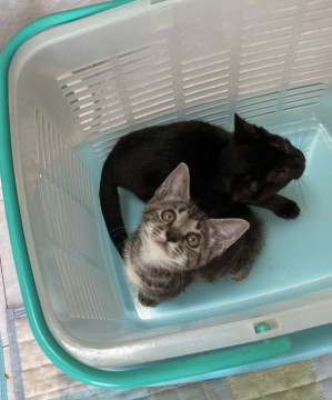 アメショ風ショー君と黒猫いちかちゃん