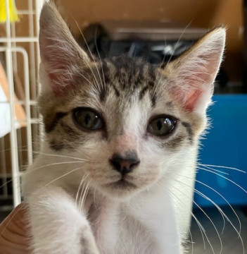 おっとりなたれ目子猫 生涯の家族募集