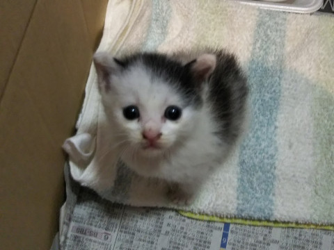 はぐれ子猫?黒ぶち 豆大福