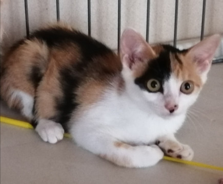 頭が市松模様の三毛猫ちゃん
