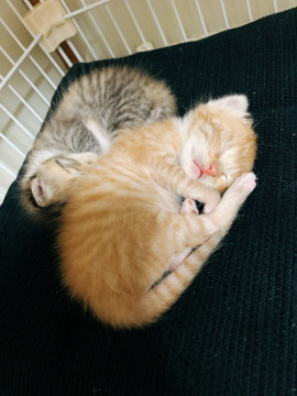 茶トラの仔猫ちゃん