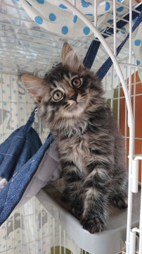 まるでぬいぐるみのような長毛子猫ちゃん☆