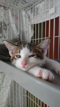 将来、イケメン確定!かっこいい子猫くん☆