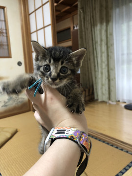可愛い5兄妹
