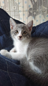 美人なグレーの子猫ちゃん☆