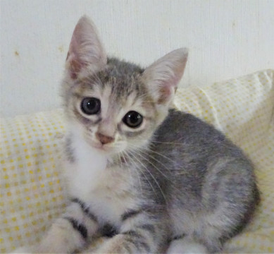 大きな瞳のセナちゃん、たくま君と一緒に