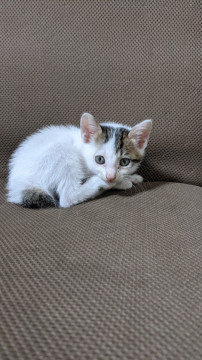 可愛い子猫達です