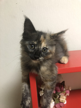 フワフワ、小柄なサビ猫ちゃん