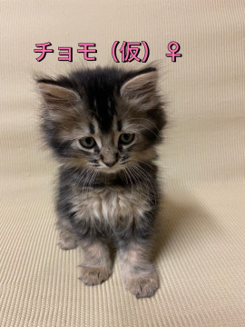 マンチカンの子