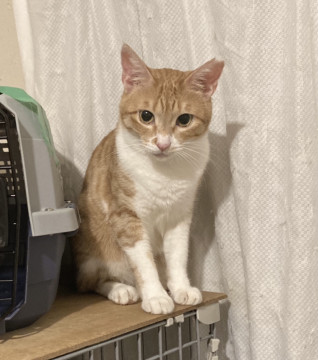 ちゅーる大好き!美猫のアリアちゃん