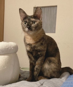猫大好き!コアラ鼻のサビ猫ソフィアちゃん