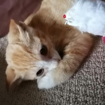 可愛い子猫ちゃん