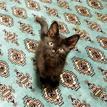 黒ちゃん