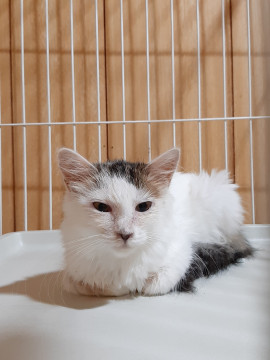 長毛キジシロ、可愛い膝のり猫ちゃん