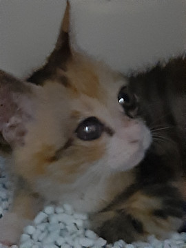 8月21日 子猫だらけのプチ譲渡会開催