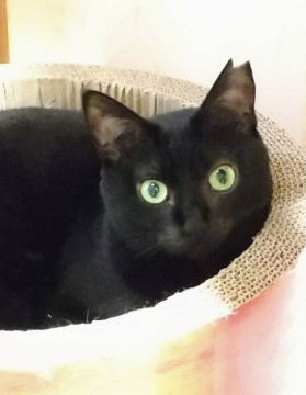 キラキラお目目の美猫!黒猫ピリカちゃん