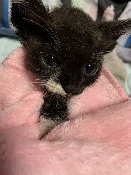 黒猫の男の子