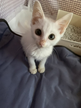 幸福を呼ぶ白仔猫
