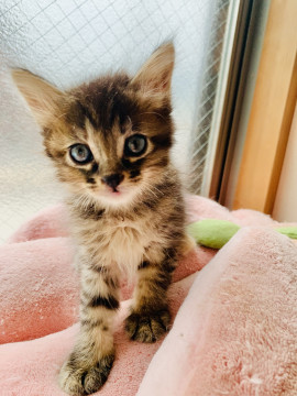 ふっわふわ♡半長毛の美猫